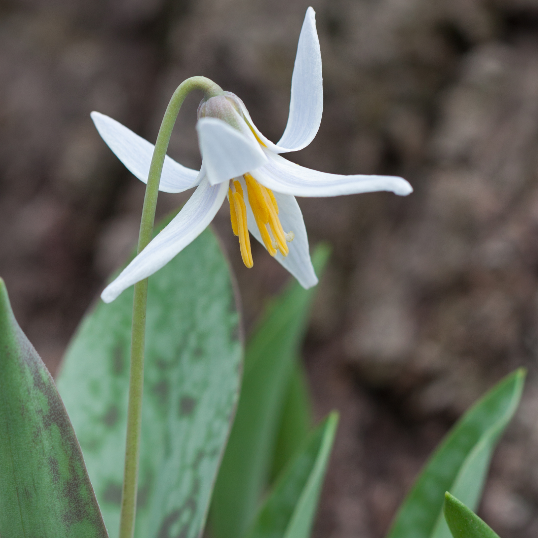 A photo of a white trout lily